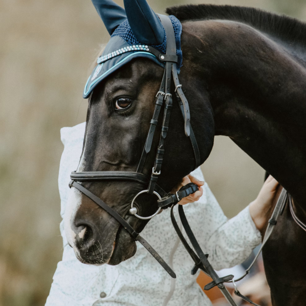 Black horse looking directly at the camera.
