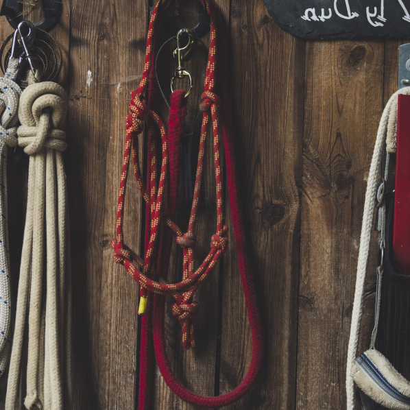 Bridles and ropes handing on barn wall.